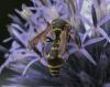 Eumenes sp.